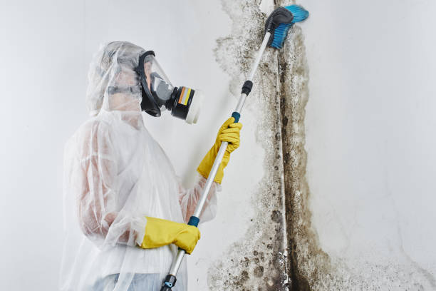 Best Local Mold Removal Service  in Flatwoods, KY