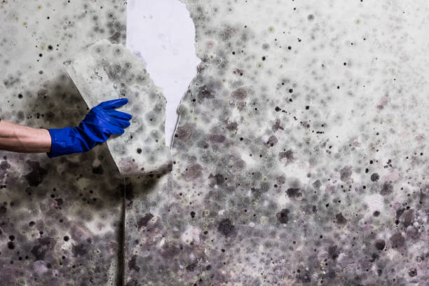 Best Black Mold Removal  in Flatwoods, KY